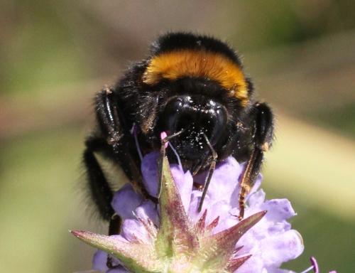Bombus sp.